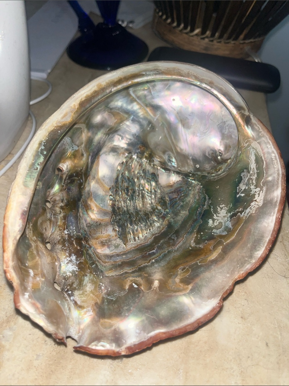 Natural Abalone Shell Display - Iridescent Green & Pink